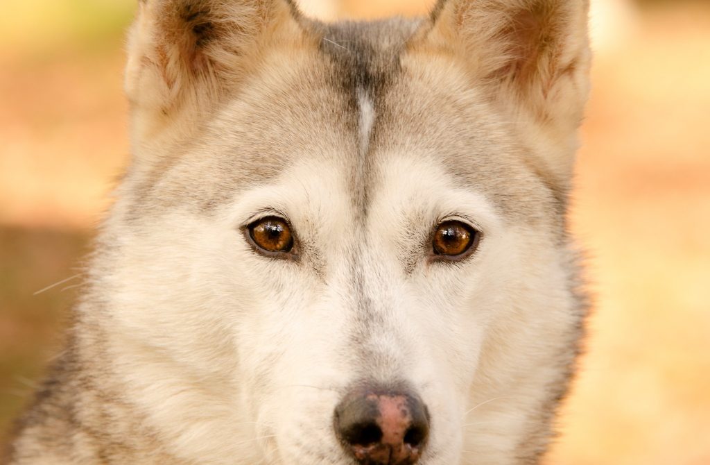 BAIKALE (chienne de tête)