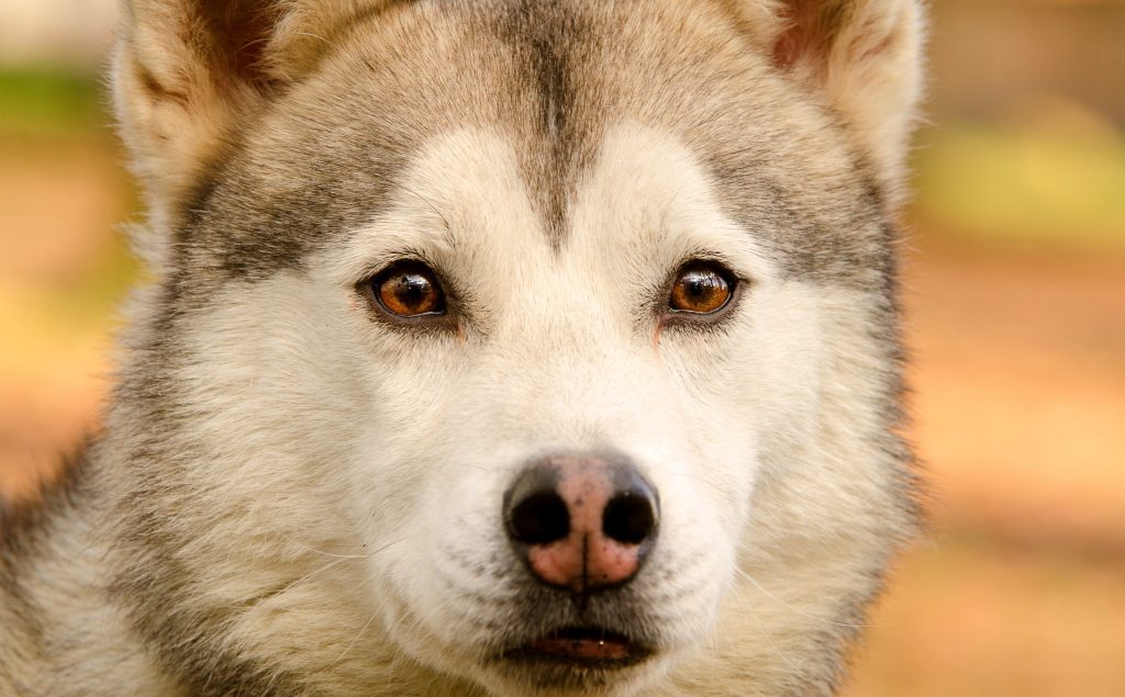 GODNY  (fils de BAIKALE et ENUIT, frère de YUKON et QUEBEC)