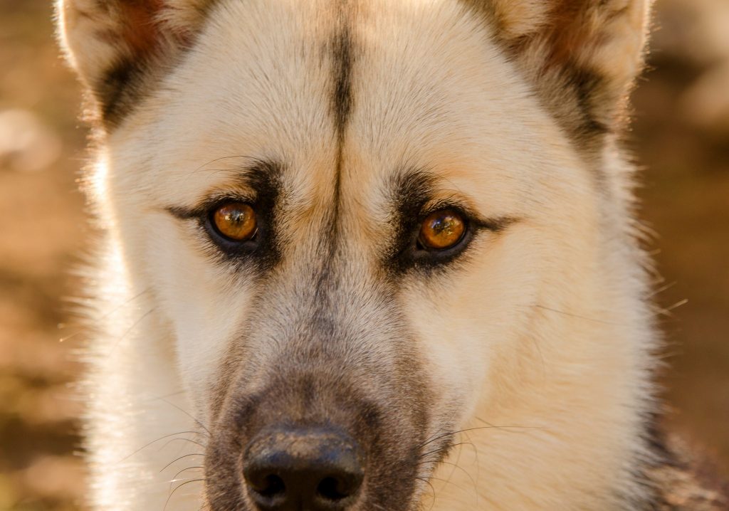 LOUP (fils de BAIKALE frère de LOL)