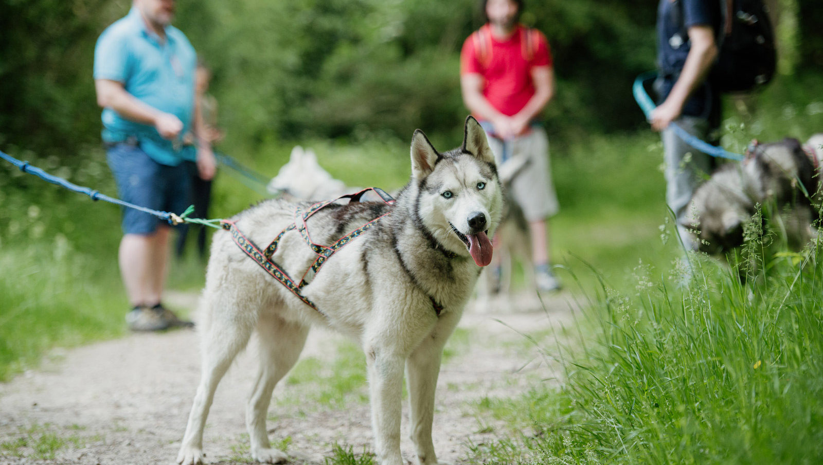 Cani-rando autour de Saint-Céneri-le-Gérei